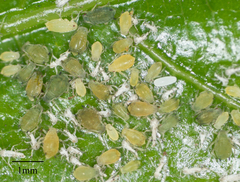 Aphis