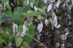 Lunaria rediviva