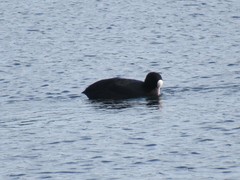 Fulica atra