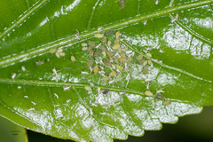 Aphis