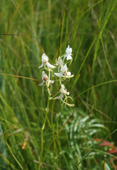 Habenaria linearifolia