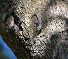Sceloporus melanorhinus