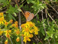 Lycaena phlaeas