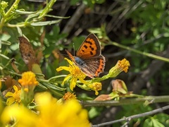 Lycaena phlaeas