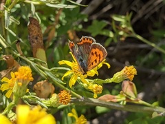 Lycaena phlaeas