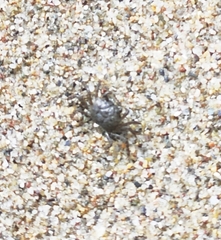 Glyptograpsus impressus