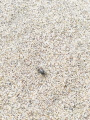 Glyptograpsus impressus