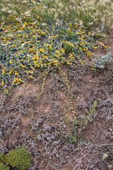 Aphanisma blitoides