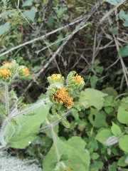 Sigesbeckia pubescens