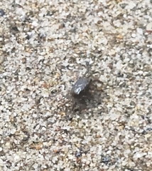 Glyptograpsus impressus