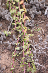 Aphanisma blitoides