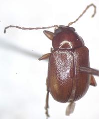 Euphrytus intermedius