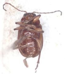 Euphrytus intermedius