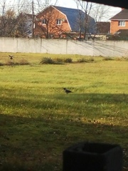 Corvus cornix