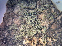 Hyperphyscia syncolla