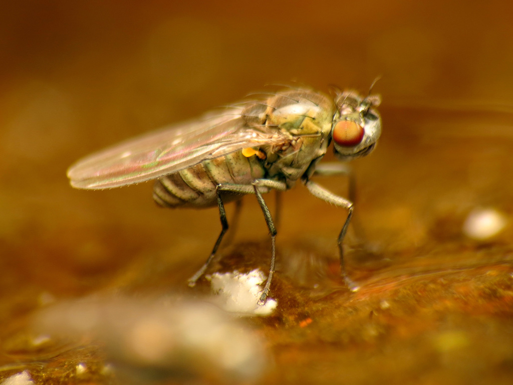 Scatella paludum