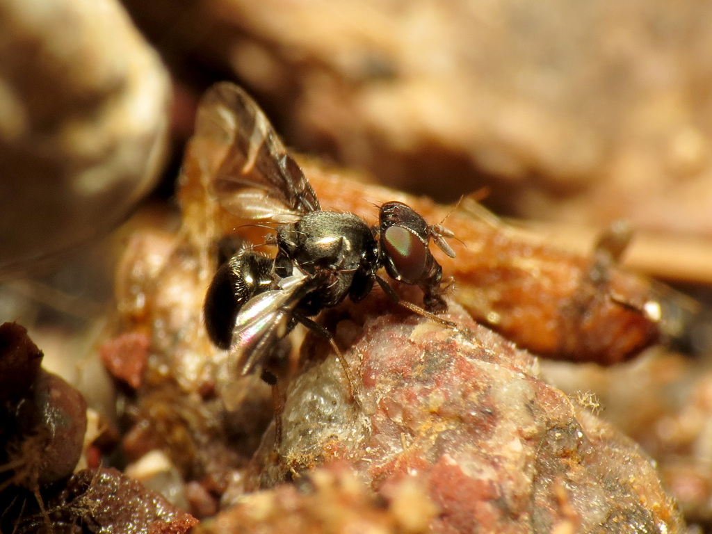 Rivellia wulpiana