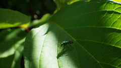 Condylostylus occidentalis