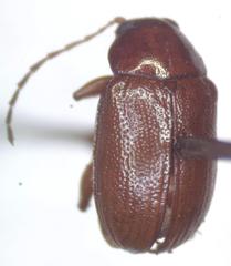 Euphrytus intermedius