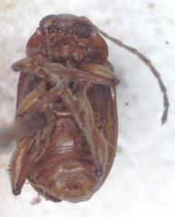 Euphrytus intermedius