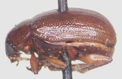 Euphrytus intermedius