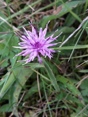 Centaurea nigra