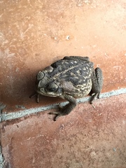 Rhinella horribilis