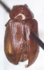 Euphrytus intermedius