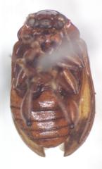 Euphrytus intermedius