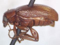 Euphrytus intermedius