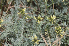 Astragalus nevinii
