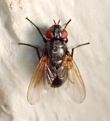 Gnadochaeta