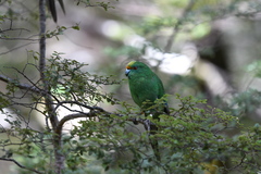 Cyanoramphus malherbi