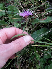 Centaurea nigra