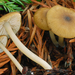 Entoloma exalbidum - Photo (c) Christian Schwarz, some rights reserved (CC BY-NC), uploaded by Christian Schwarz