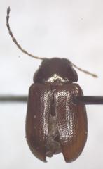 Euphrytus intermedius