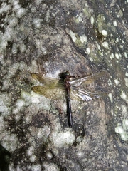 Procordulia sambawana