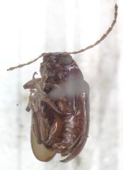 Euphrytus intermedius