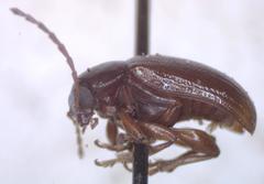 Euphrytus intermedius