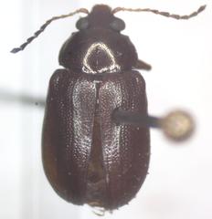 Euphrytus intermedius