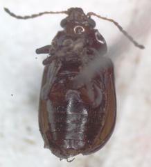 Euphrytus intermedius