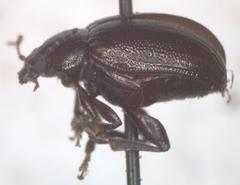 Euphrytus intermedius