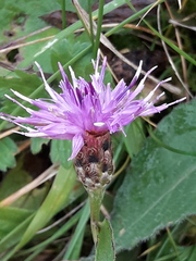 Centaurea nigra