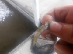 Notemigonus crysoleucas