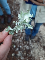 Parmotrema hypoleucinum