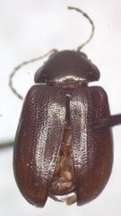 Euphrytus intermedius