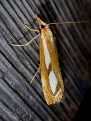 Catoptria latiradiellus