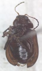 Euphrytus intermedius