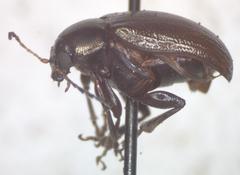 Euphrytus intermedius