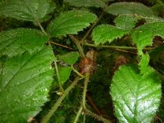 Lasioptera rubi